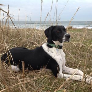 Meet your Posher, Benjamin's